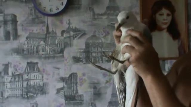 Раненая чайка смотреть онлайн