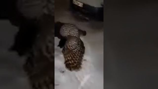 СОВА ПОЙМАЛА ВОРОНУ. ВОРОНА ПРОТИВ СОВЫ смотреть онлайн