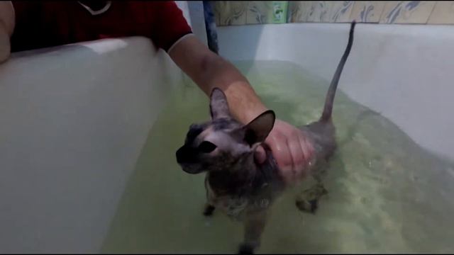 Сфинкс + вода