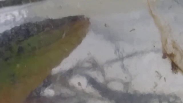 ящерица облизывается смотреть онлайн