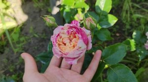 Плетистая роза Julie Andrieu, Delbard , Франция 2016.Первое ее цветение в моем саду.