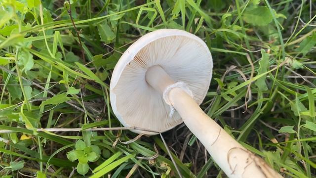 Leucoagaricus Leucothites,  October 5, 2022