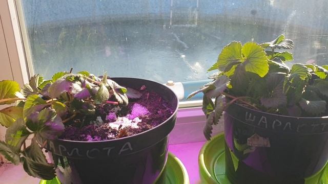 Основные правила выращивания клубники на окне. смотреть онлайн