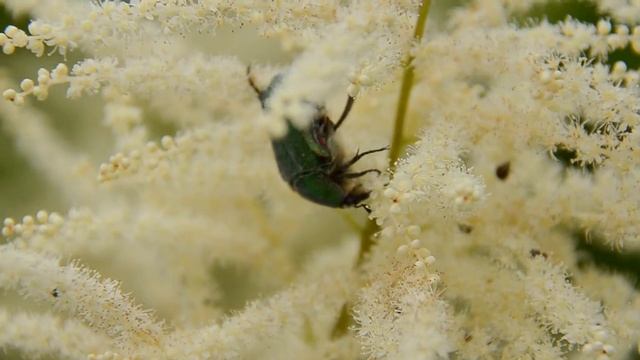 Июньский жук лопает цветок смотреть онлайн