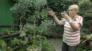 Оливковое дерево в доме.