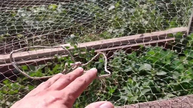 ПРАВИЛЬНОЕ содержание цыплят смотреть онлайн