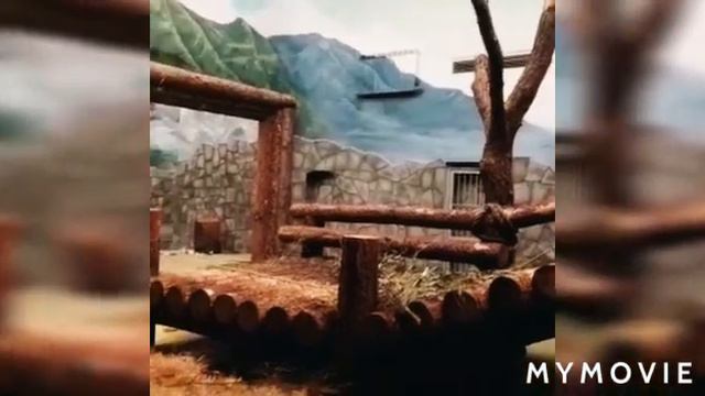 #панды#зоопарк#Смешные Панды.Панда Жуи смешно чешется.Ходит задом. смотреть онлайн