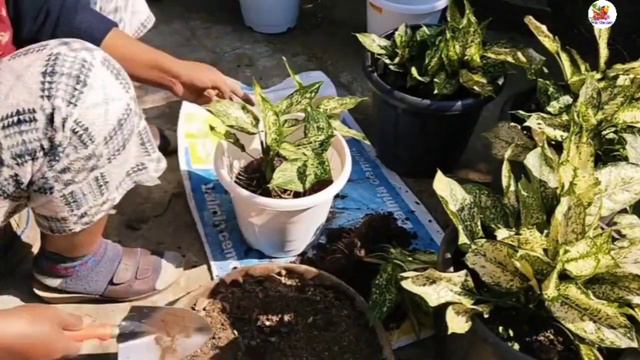 How to chang pots #cutting of Aglaonema.[changing pots of Aglaonema]. смотреть онлайн