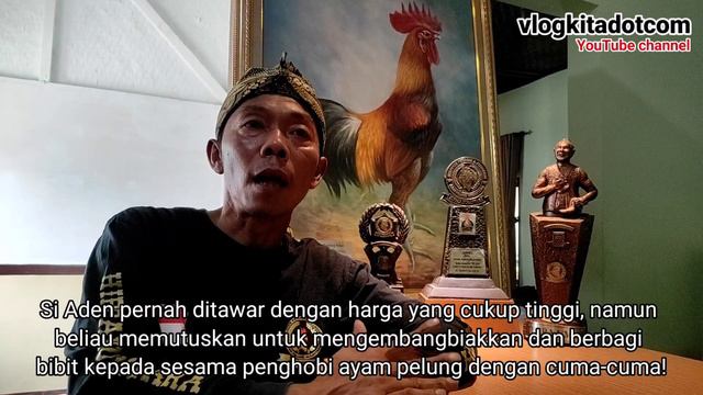 Si Aden Ayam Pelung Garut Yang Berkokok Di Tingkat Nasional смотреть онлайн