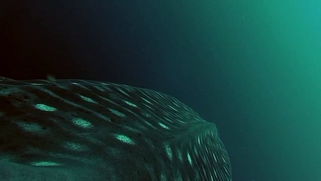 Китовые акулы умеют говорить смотреть онлайн