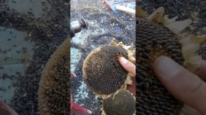 Как быстро выбить семечки из подсолнуха