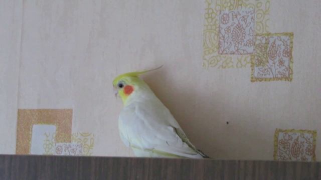 Кешка, кеша-король, кеша как какашка, кеша каррр..... смотреть онлайн