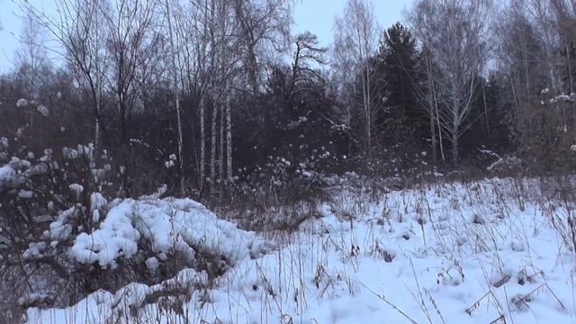 Вой волков в лесу. Гулял по лесу слушал птичек, а услышал вой волков. смотреть онлайн