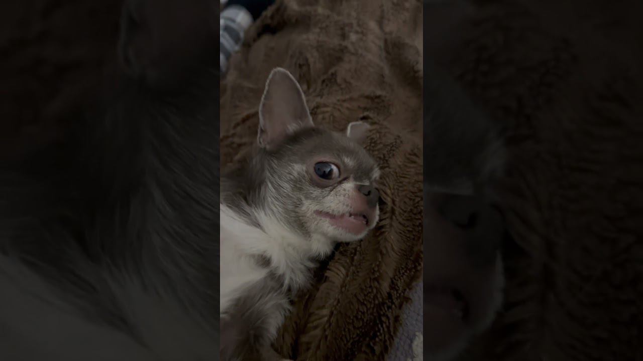 Кайфуем, сегодня мы с тобой кайфуем #кайфуем #собака смотреть онлайн