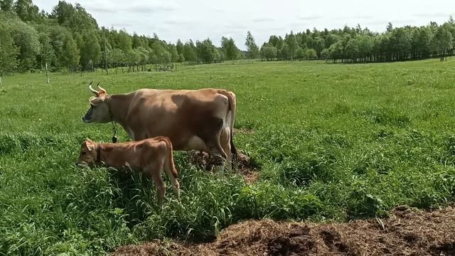 ВОСКУЮ СЫР ЖИДКИМ ВОСКОМ??\ ПЛЮСЫ И МИНУСЫ? смотреть онлайн