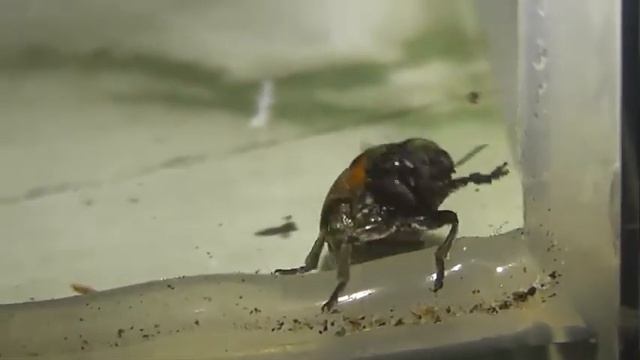ИНСЕКТАРИЙ: 63. Клитра Четырёхточечная (Clytra quadripunctata) смотреть онлайн