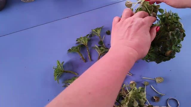 30.03.21.ФИАЛКА трейлер Milky way. деление.. размножение пасынками.. смотреть онлайн