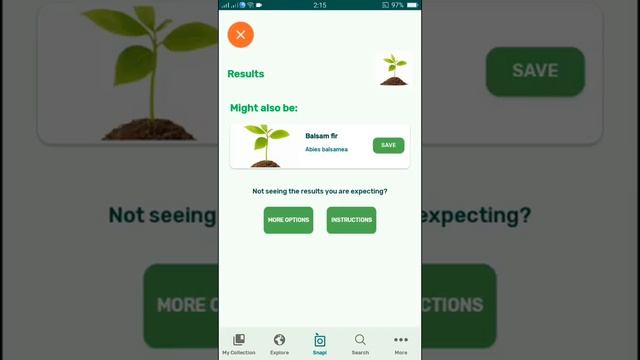PlantSnap identifies a Caucasian fir (Abies nordmanniana) смотреть онлайн