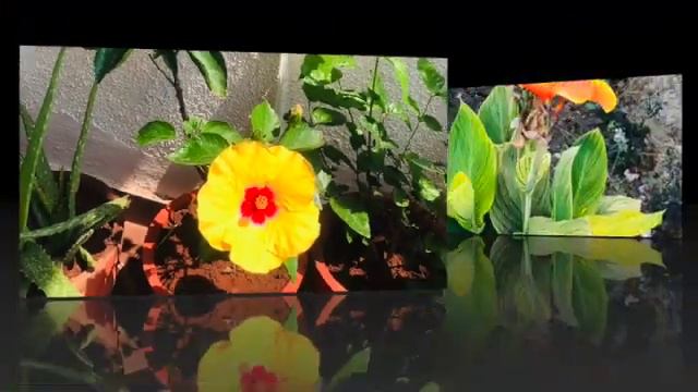 Different Types Of Beautiful Flowers|| Red Rose || Hibiscus || Sunflower || Marigold || Anthurium смотреть онлайн