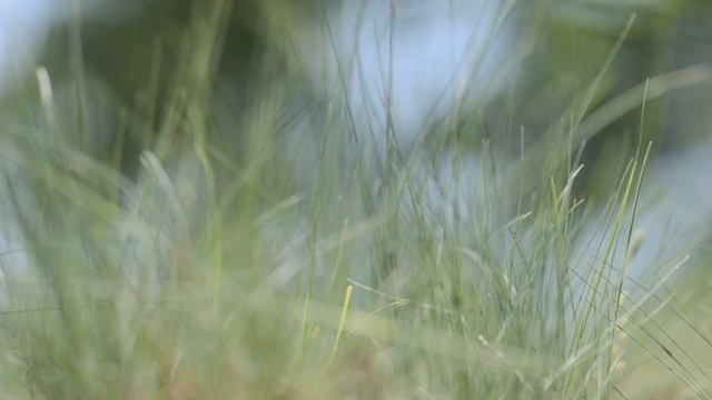 Светлана Степчук Давай убежим потихонечку в лето! 1 смотреть онлайн
