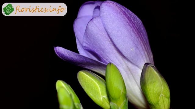 ? Условия выращивания фрезии. смотреть онлайн