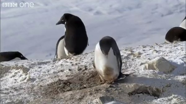 Смешной пингвин