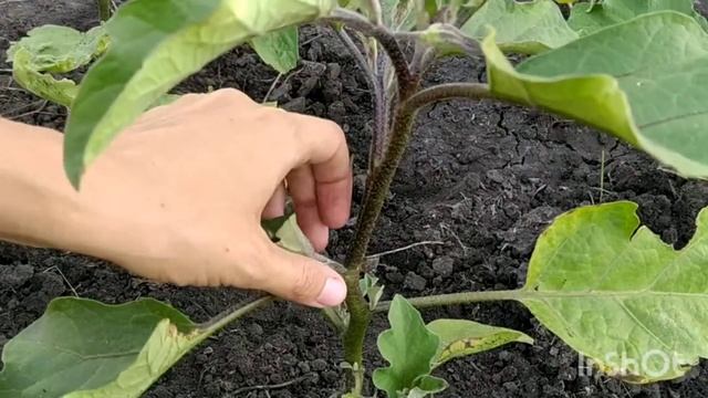 Посадка и уход за огурцами