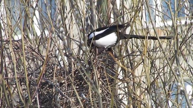 Умные птицы сороки строят гнездо