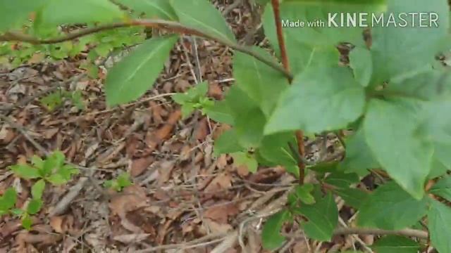 더 덕 ( 대물 더덕 캐기 ) Codonopsis lanceolata смотреть онлайн