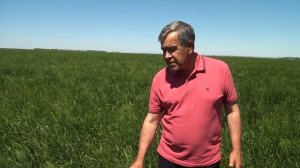 О выращивании житняка