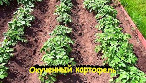 «картофель»#Огород#Сад#Дача