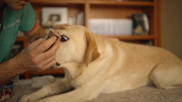 How To Naturally Treat Dog Tear Staining смотреть онлайн