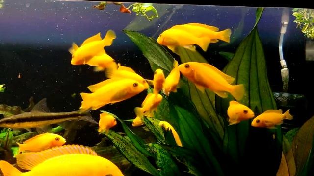 Кормление зебр ред палочками Tetra для цихлид. смотреть онлайн