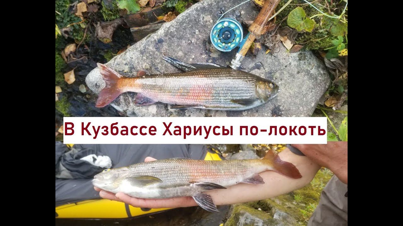 Рыбалка на Хариуса | Трофеи таёжных рек | Нахлыст | Flyfishing For Grayling In Siberia