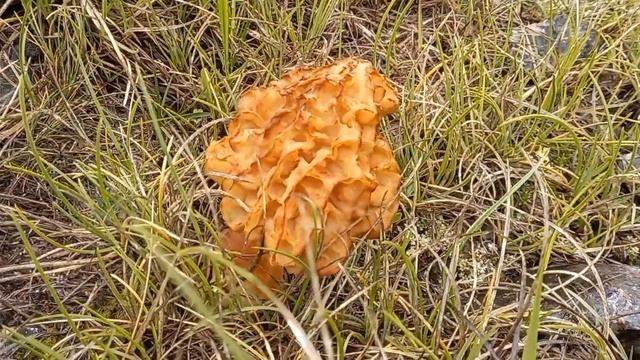 Morchella esculenta, σε ορεινά λιβάδια σε μεγάλο υψόμετρο! 21 Μαΐου 2023 смотреть онлайн