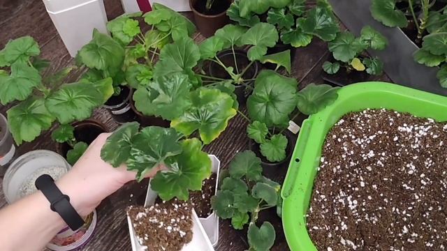 Пересадка пеларгонии (герани) после покупки. Грунт, удобрение и полив смотреть онлайн