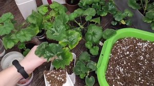 Пересадка пеларгонии (герани) после покупки. Грунт, удобрение и полив