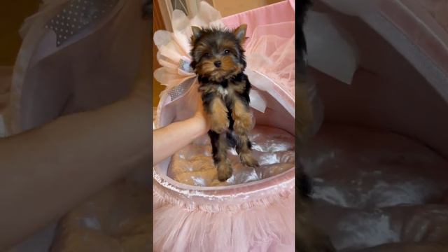 Мини мальчик йоркширский терьер смотреть онлайн