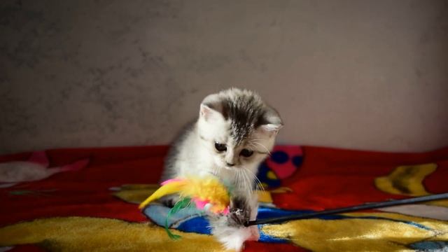 Шотландская кошечка скоттиш страйт черная серебристая пятнистая (SFS 71 ns24) смотреть онлайн