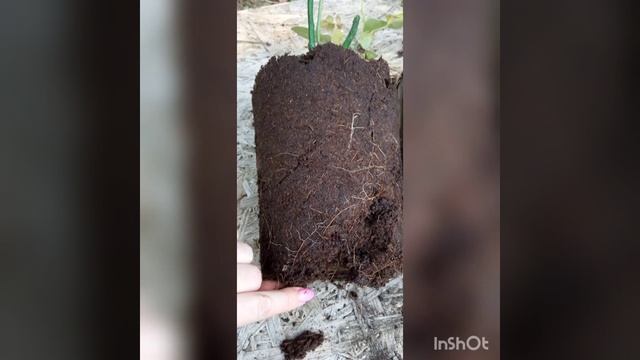 Стройка Современности