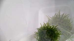 Погостемон хелфера (Pogostemon helferi) в аквариуме на «Вабикусе»