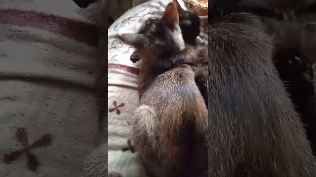 3-х месячный черный котенок умывает серую кошку-маму #котята #кошки #кошкаикотята #котенокумываетс смотреть онлайн