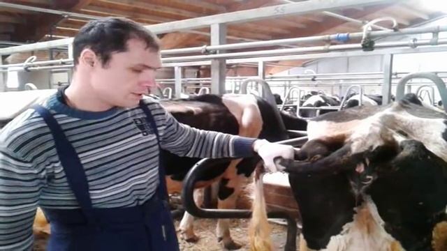 Внутримышечная инъекция в бедро корове смотреть онлайн