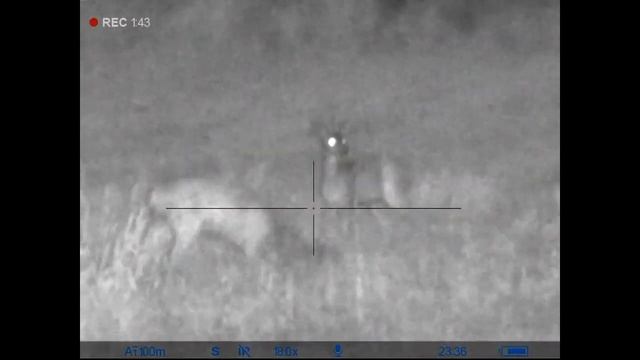 Ночная охота с Pulsar Digisight Ultra N455 LRF на самца косули с подхода.