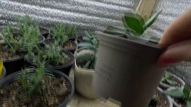 ЭУСТОМА.РЕЗУЛЬТАТ ПРИЩИПКИ ЭУСТОМЫ смотреть онлайн