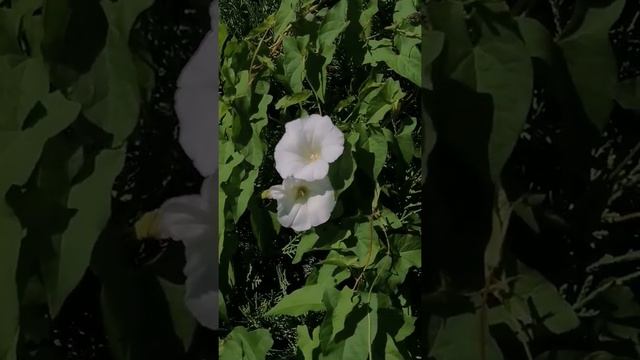 Convolvulus arvensis (volbura sau rochița randunicii), 17 iulie 2022 смотреть онлайн