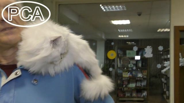 Персидская классическая шиншилла. Выставка кошек PCA on-line смотреть онлайн