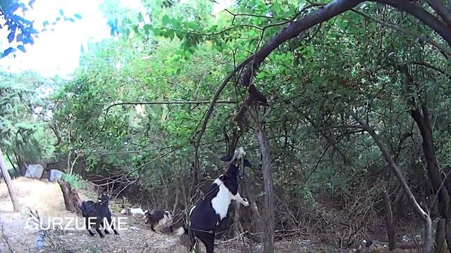 КРЫМ : ГУРЗУФ : ДИКИЕ КОЗЫ НА БЕРЕГАХ АВУНДЫ : Crimea: GURZUF: WILD GOAT ON THE BANKS AVUNDY смотреть онлайн