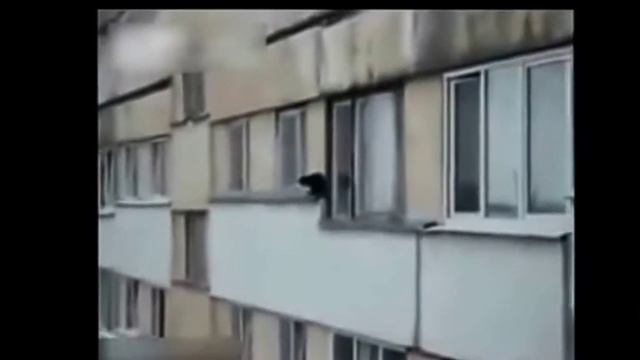 Бессмертный кот упал с 9 этажа. смотреть онлайн