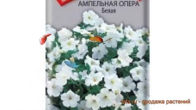 Петуния ампельная Опера Белая (opera belaya) ? обзор: как сажать, семена петунии Опера Белая смотреть онлайн